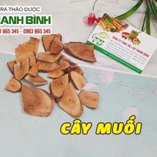 Cây muối [Hình ảnh, công dụng, cách dùng] Mua ở đâu chất lượng tốt nhất???
