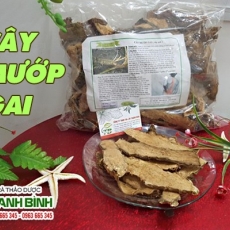 Mua bán cây mướp gai tại quận 1 có tác dụng điều trị viêm gan B an toàn nhất