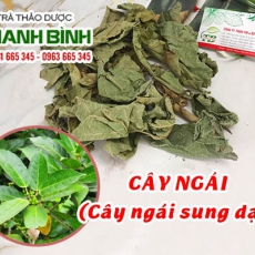 Cây ngái (cây ngái sung dại) [Hình ảnh, công dụng, cách dùng] Mua ở đâu chất lượng tốt nhất???