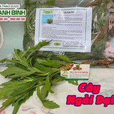 Cây ngải dại (cây ngải hôi) [Hình ảnh, công dụng, cách dùng] Mua ở đâu chất lượng tốt nhất?