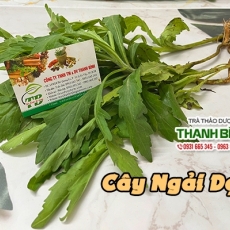 Mua bán cây ngải dại (cây ngải hôi) tại TP.HCM uy tín chất lượng tốt nhất