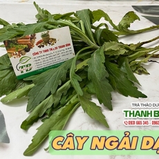Mua bán ngải dại tại quận 5 giúp trị chứng da mẩn ngứa hiệu quả tốt nhất