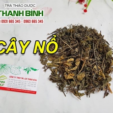Cây nổ [Hình ảnh, công dụng, cách dùng] Mua ở đâu chất lượng tốt nhất???