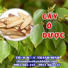 Cây ô dược [Hình ảnh, công dụng, cách dùng] Mua ở đâu chất lượng tốt nhất?