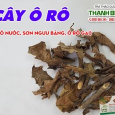 Mua bán cây ô rô ở quận Thủ Đức có tác dụng trị chảy máu cam an toàn hiệu quả nhất