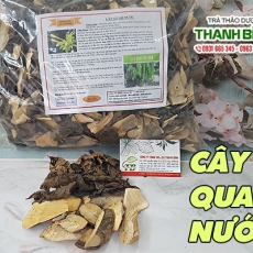 Mua bán cây quao nước ở quận Tân Phú có tác dụng giải độc gan hiệu quả