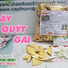 Mua bán cây quýt gai tại quận 7 có khả năng thải độc, thanh nhiệt rất hiệu quả tốt nhất