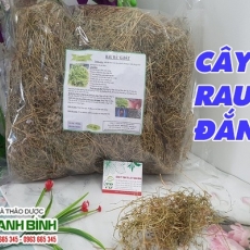 Mua bán cây rau đắng ở huyện Nhà Bè giúp chữa viêm bàng quang tốt nhất