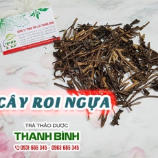 Cây roi ngựa [Hình ảnh, công dụng, cách dùng] Mua ở đâu chất lượng tốt nhất?