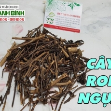 Mua bán cây roi ngựa tại quận 3 có tác dụng hỗ trợ trị cảm cúm tốt nhất