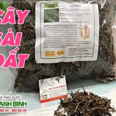 Mua bán cây sài đất tại quận 3 có tác dụng hỗ trợ trị viêm bàng quang tốt nhất
