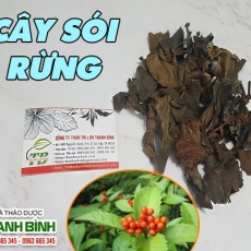 Cây sói rừng [Hình ảnh, công dụng, cách dùng] Mua ở đâu chất lượng tốt nhất???