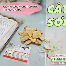 Mua bán cây sơn ở quận Tân Phú có tác dụng kháng viêm hiệu quả