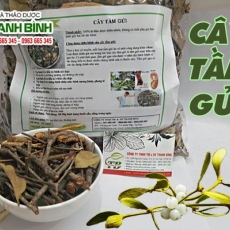 Mua bán cây tầm gửi tại quận 1 có tác dụng điều trị phong thấp an toàn nhất