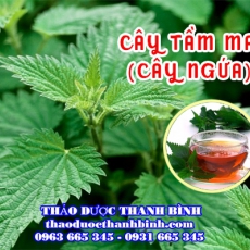Cây Tầm Ma (cây ngứa)