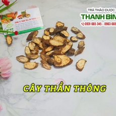 Cây thần thông [Hình ảnh, công dụng, cách dùng] Mua ở đâu chất lượng tốt nhất???