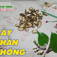 Mua bán cây thần thông ở quận Tân Bình giúp trị tiểu đường tốt nhất