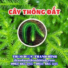 Cây Thông Đất