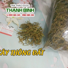 Cây thông đất [Hình ảnh, công dụng, cách dùng] Mua ở đâu chất lượng tốt nhất?