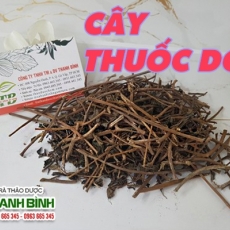 Mua bán cây thuốc dòi ở quận Phú Nhuận khắc phục mụn nhọt an toàn nhất