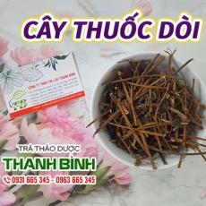 Cây thuốc dòi [Hình ảnh, công dụng, cách dùng] Mua ở đâu chất lượng tốt nhất???