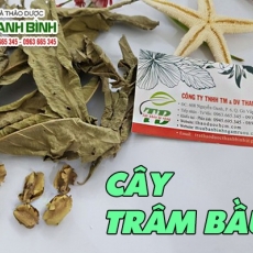 Mua bán cây trâm bầu tại quận 3 có tác dụng hỗ trợ chữa nước ăn chân tốt nhất