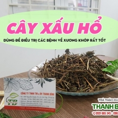 Mua bán cây xấu hổ tại quận 1 có tác dụng trị thấp khớp an toàn nhất