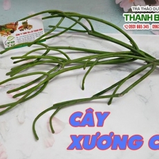 Mua bán cây xương cá tại quận 6 có tác dụng giúp trị côn trùng đốt hiệu quả tốt nhất