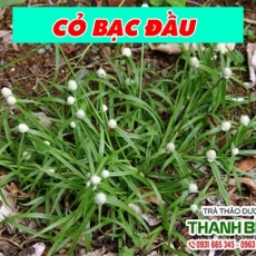 Cỏ bạc đầu [Hình ảnh, công dụng, cách dùng] Mua ở đâu chất lượng tốt nhất?