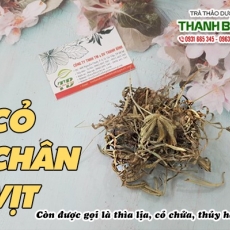 Mua bán cỏ chân vịt ở quận Thủ Đức có tác dụng trị tiểu đường an toàn hiệu quả nhất