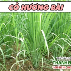 Cỏ hương bài [Hình ảnh, công dụng, cách dùng] Mua ở đâu chất lượng tốt nhất?