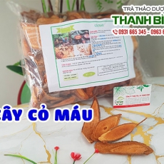 Công dụng cây cỏ máu trong điều trị đau lưng mỏi gối