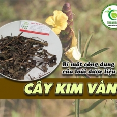 Công dụng cây kim vàng trong điều trị viêm họng