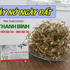 Cây nở ngày đất [Hình ảnh, công dụng, cách dùng] Mua ở đâu chất lượng tốt nhất?