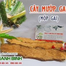 Cây mướp gai [Hình ảnh, công dụng, cách dùng] Mua ở đâu chất lượng tốt nhất???