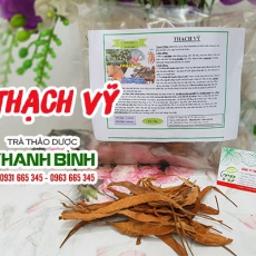 Thạch vỹ [Hình ảnh, công dụng, cách dùng] Mua ở đâu chất lượng tốt nhất?