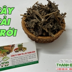 Công dụng của cây cải trời trong điều trị táo bón hiệu quả nhất