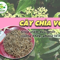 Công dụng của cây chìa vôi trong điều trị rắn cắn hiệu quả nhất