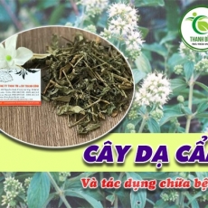 Công dụng của cây dạ cẩm trong điều trị viêm loét dạ dày hiệu quả nhất