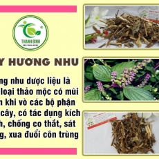 Công dụng của cây hương nhu trong chữa trị phù thủng hiệu quả nhất