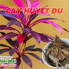 Công dụng của cây huyết dụ trong điều trị chảy máu cam hiệu quả nhất