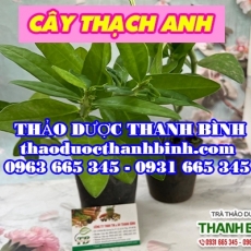 Công dụng của cây thạch anh giảm các cơn đau do viêm, thấp khớp hiệu quả nhất