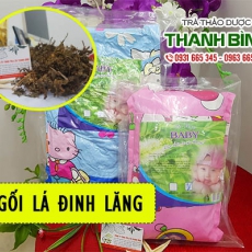 Gối lá đinh lăng [Hình ảnh, công dụng, cách dùng] Mua ở đâu chất lượng tốt nhất?