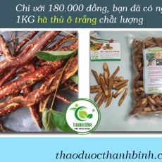Công dụng của hà thủ ô trắng trong chữa trị tóc bạc sớm hiệu quả nhất