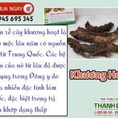 Công dụng của khương hoạt trong chữa trị đau lưng hiệu quả nhất