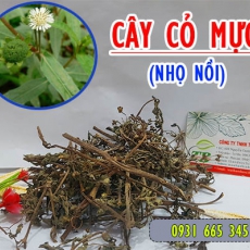 Cây cỏ mực [Hình ảnh, công dụng, cách dùng] Mua ở đâu chất lượng tốt nhất???