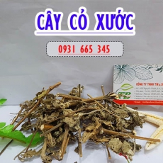 Cây cỏ xước [Hình ảnh, công dụng, cách dùng] Mua ở đâu chất lượng tốt nhất???