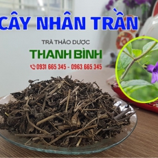 Cây nhân trần [Hình ảnh, công dụng, cách dùng] Mua ở đâu chất lượng tốt nhất???