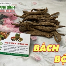 Mua bán củ bách bộ tại quận 3 có tác dụng hỗ trợ trị sốt ho ở trẻ nhỏ tốt nhất