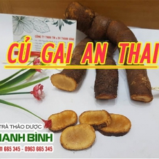 Củ gai [Hình ảnh, công dụng, cách dùng] Mua ở đâu chất lượng tốt nhất???